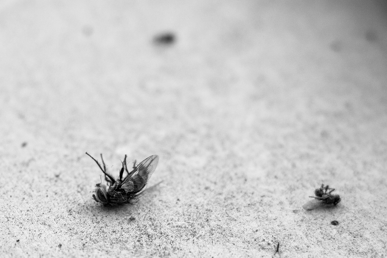 Pest controlled in Vineyard, UT.