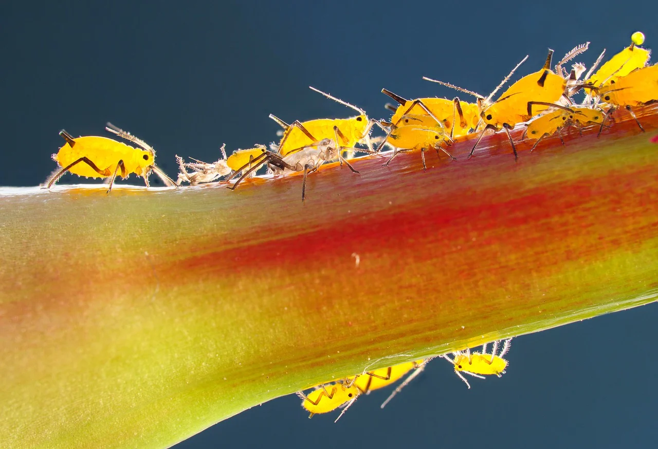 Pest controlled in Mapleton, UT.