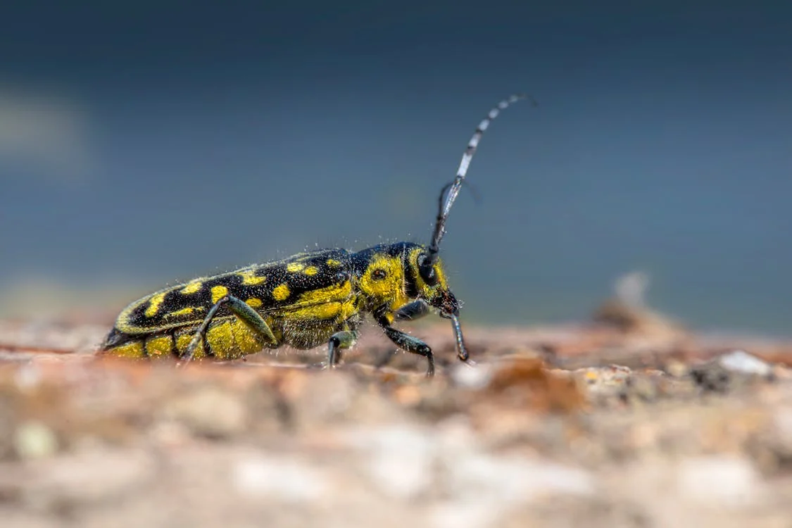 Pest controlled in Pleasant Grove, UT.